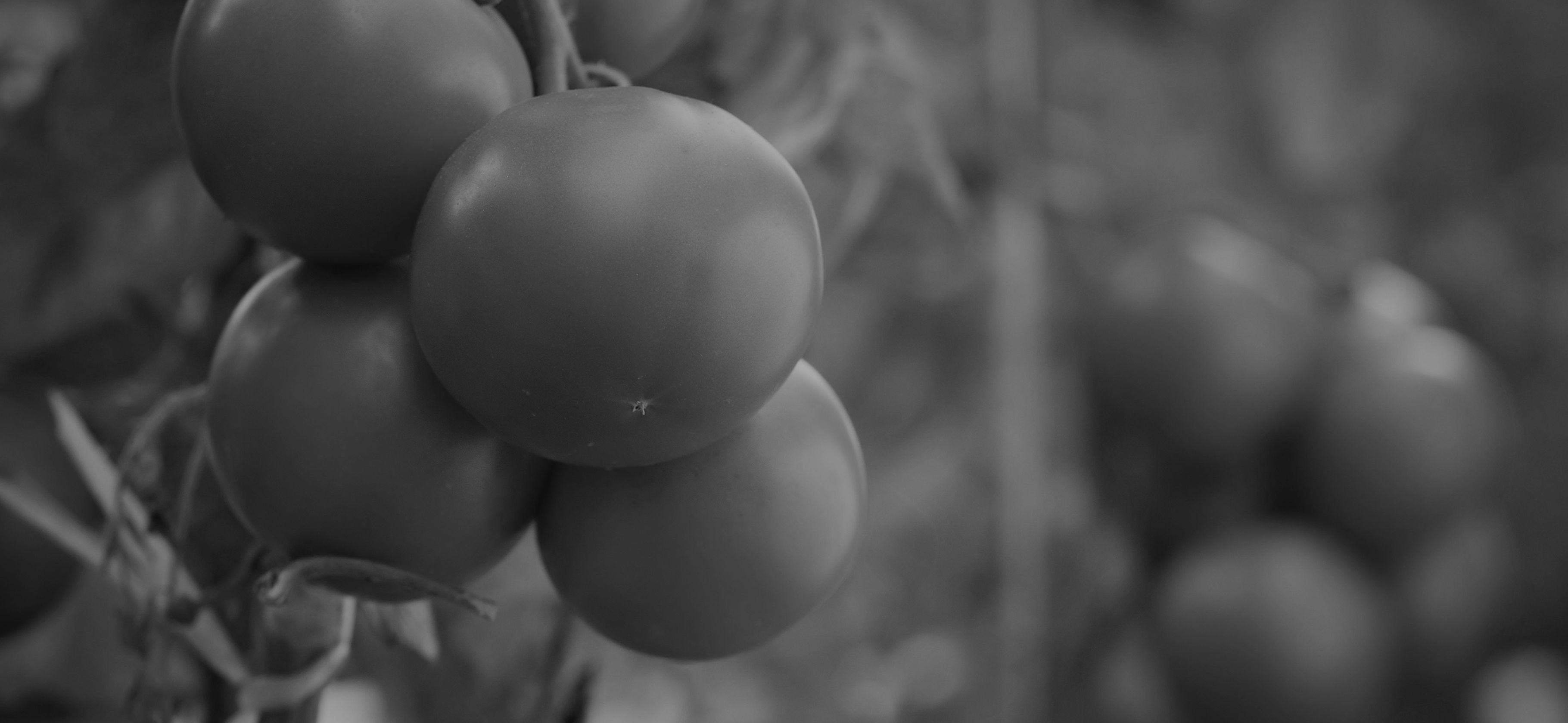 Ripe red tomatoes on the vine, reflecting Leamington's greenhouse-growing heritage.